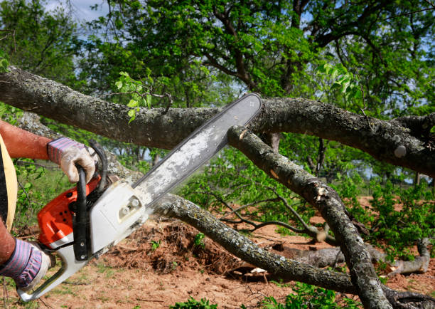 Best Storm Damage Tree Cleanup  in Wakefield, MI